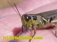 /home//u458753944/public_html/sourcegallery//////////Insects and small critters/grasshoppers and crickets (Orthoptera)/P1050987.JPG